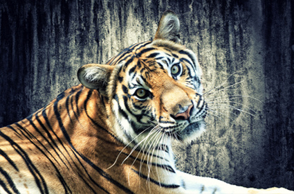 Viaje al norte de la India y Tigres del Bandhavgarh